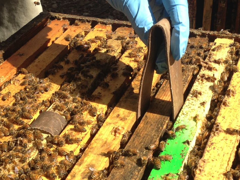 sample of Varroa Mite Treatment